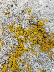 Candelariella coralliza