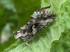 Autographa