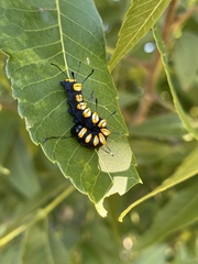 Acronicta funeralis
