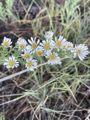Symphyotrichum falcatum