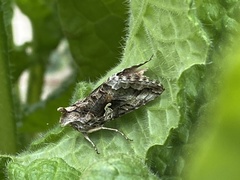 Autographa