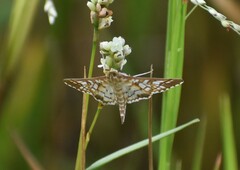 Epipagis fenestralis