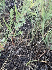 Symphyotrichum falcatum