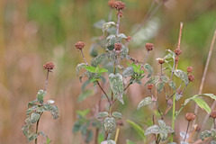 Monarda fistulosa