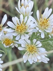 Symphyotrichum falcatum