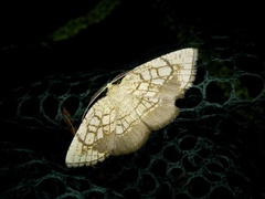 Cabera griseolimbata