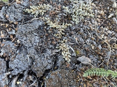 Selaginella densa