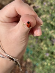 Coccinella