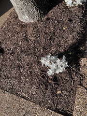 Artemisia stelleriana