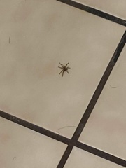 Artemisia stelleriana