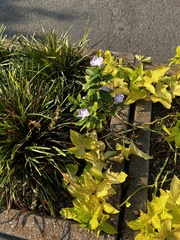 Artemisia stelleriana