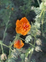 Kallstroemia grandiflora