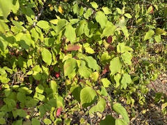 Cornus sericea