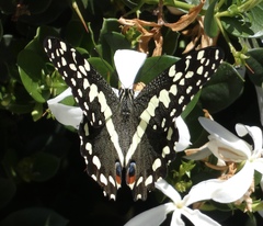 Papilio demodocus demodocus