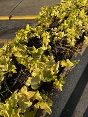 Artemisia stelleriana