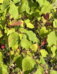 Cornus sericea