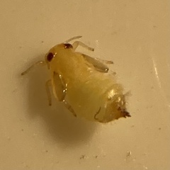 Pachypsylla celtidisvesicula