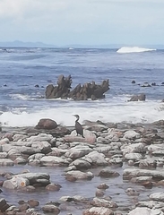 Phalacrocorax carbo lucidus