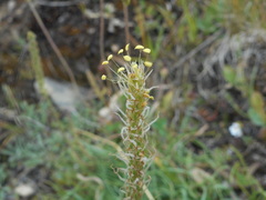 Plantago maritima serpentina