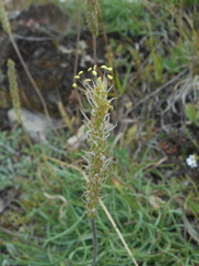 Plantago maritima serpentina
