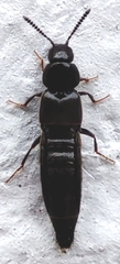 Staphylinidae