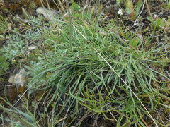 Plantago maritima serpentina