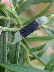 Asteromyia euthamiae