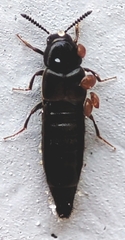 Staphylinidae