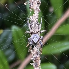 Cyclosa octotuberculata