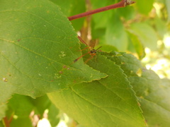 Nephrotoma appendiculata
