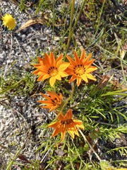 Gazania pectinata