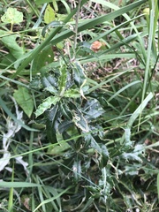 Carlina vulgaris