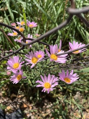 Symphyotrichum oblongifolium