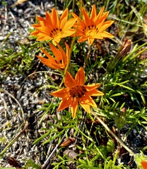 Gazania pectinata