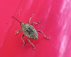 Curculio