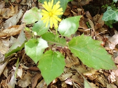 Hieracium