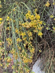 Lepidospartum squamatum