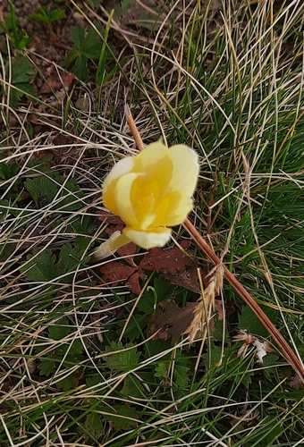 Crocus suworowianus, photograph 2