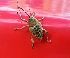 Curculio