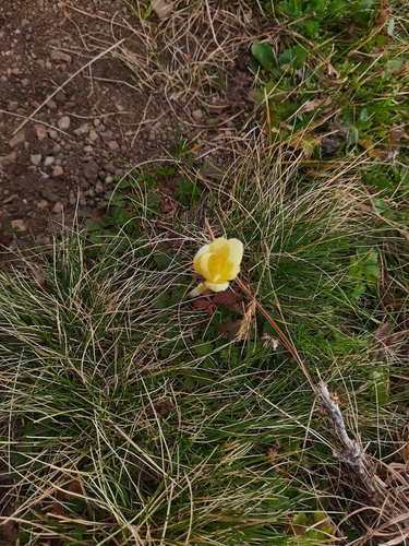 Crocus suworowianus, photograph 3