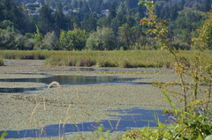 Podilymbus podiceps