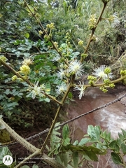 Mimosa hondurana