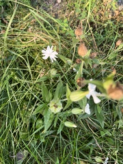 Behenantha