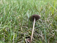 Panaeolus