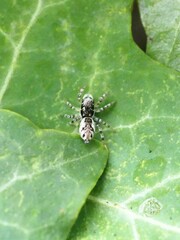 Salticinae