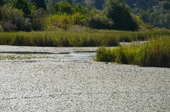 Calidris melanotos