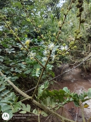 Mimosa hondurana