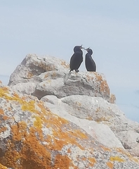 Microcarbo coronatus