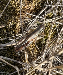 Phoetaliotes nebrascensis