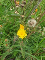 Picris hieracioides